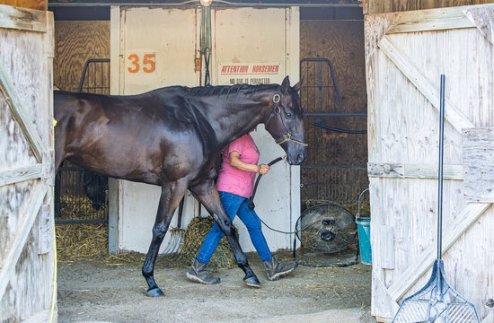 A Thoroughbred racehorse being walked in a barn.