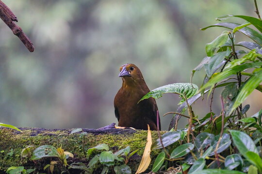 Russet-backed oropendola (Psarocolius angustifrons) on a branch outside of Borja, Ecuador