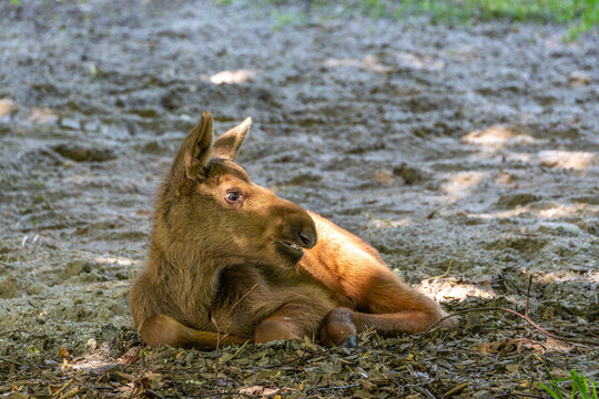 Baby of moose or elk, Alces alces is the largest extant species in the deer family.