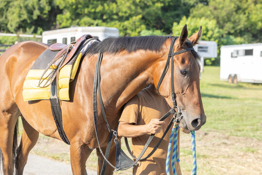 A young Thoroughbred horse with a saddle and bridle being led.