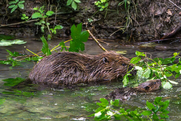 Family of Eurasian beaver, Castor fiber at a river in Munich, Bavaria in Germany © rudiernst