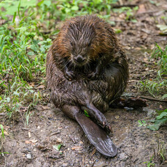 Adult Eurasian beaver, Castor fiber at a river in Munich, Bavaria in Germany © rudiernst