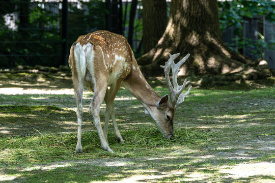 The fallow deer, Dama mesopotamica is a ruminant mammal