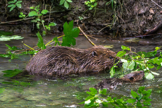 Family of Eurasian beaver, Castor fiber at a river in Munich, Bavaria in Germany