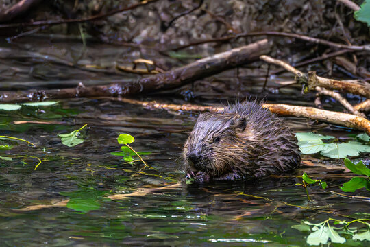 Young little Eurasian beaver, Castor fiber at a river in Munich, Bavaria in Germany