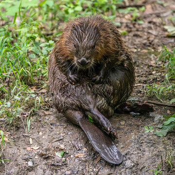 Adult Eurasian beaver, Castor fiber at a river in Munich, Bavaria in Germany