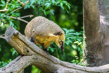 Naklejka premium South American coati, Nasua nasua is a coati species from tropical and subtropical South America.