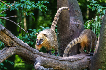 Naklejka premium South American coati, Nasua nasua is a coati species from tropical and subtropical South America.