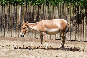 Fototapeta premium Persian onager, Equus hemionus onager. Captive-born animals that are extremely rare due to near extinction in the wild.