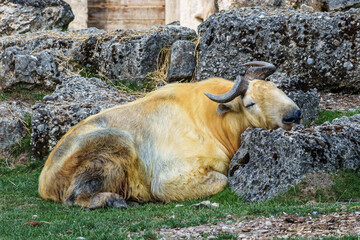 Portrait of a golden Takin, Budorcas taxicolor bedfordi with curved horns and thick fur © rudiernst