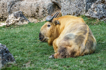 Portrait of a golden Takin, Budorcas taxicolor bedfordi with curved horns and thick fur © rudiernst