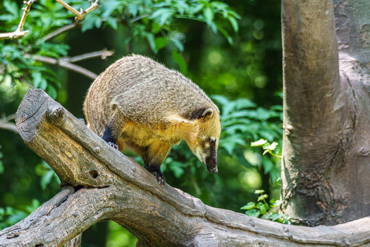 South American coati, Nasua nasua is a coati species from tropical and subtropical South America.