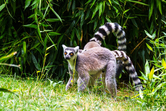 The ring-tailed lemur,Lemur catta with white ringed tail is the most known lemur