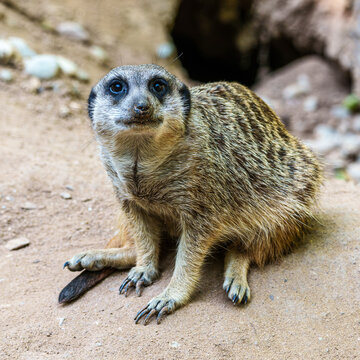 Meerkat, Suricata suricatta sitting on a stone and looking into the distance
