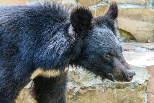 The asian black bear, Ursus thibetanus in a German Park