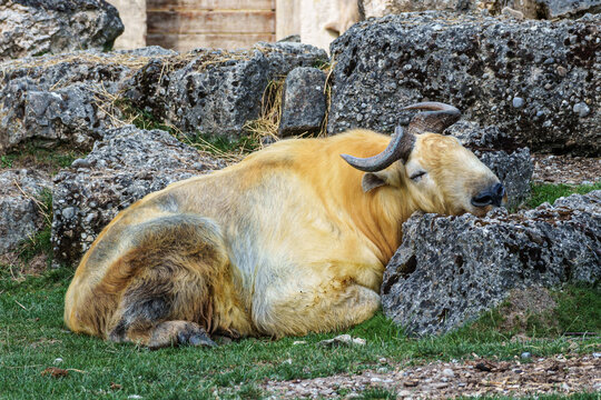 Portrait of a golden Takin, Budorcas taxicolor bedfordi with curved horns and thick fur