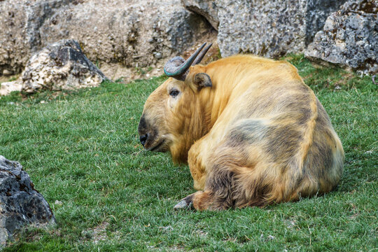 Portrait of a golden Takin, Budorcas taxicolor bedfordi with curved horns and thick fur