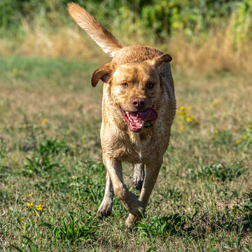 Labrador retriever, Canis lupus familiaris on a grass field. Healthy chocolate brown labrador retriever