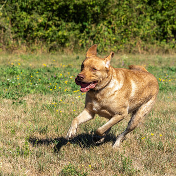 Labrador retriever, Canis lupus familiaris on a grass field. Healthy chocolate brown labrador retriever