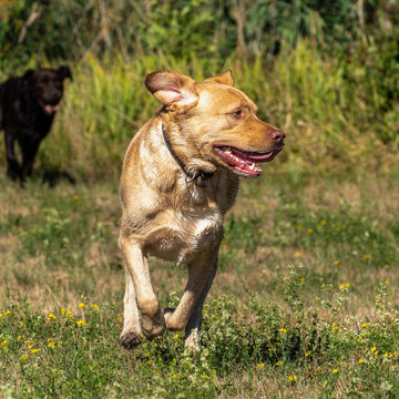 Labrador retriever, Canis lupus familiaris on a grass field. Healthy chocolate brown labrador retriever