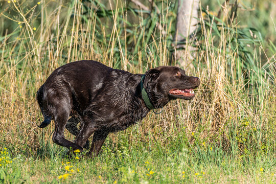 Labrador retriever, Canis lupus familiaris on a grass field. Healthy chocolate brown labrador retriever
