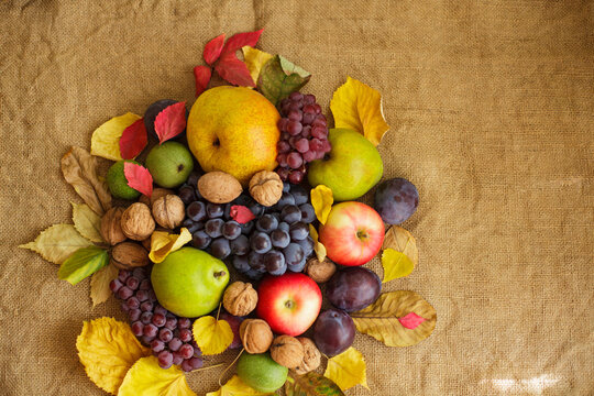 Fresh autumn harvest fruits grapes apples pears and walnuts on burlap background