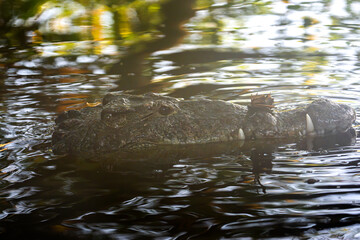 Naklejka premium Crocodile predator observing from the water surface, camouflaged in its natural habitat