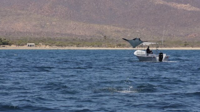 Massive Mobula Rays Leaping from the Water in Mexico. Mobula rays gliding together through clear blue waters of Mexico, forming a spectacular moving swarm visible from above in the open ocean offshore
