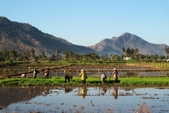 A group of farmers is planting rice in a muddy paddy field. They are wearing traditional conical hats and lined up neatly in the water-covered field, with coconut trees and mountain in the background.