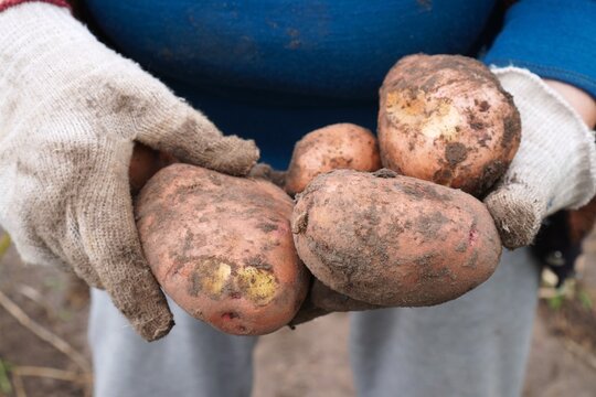 Farmer holding fresh organic potatoes harvested from a home garden in gloved hands. Close-up of raw, dirty, eco-friendly homegrown vegetables. Rich yield of natural local farming produce