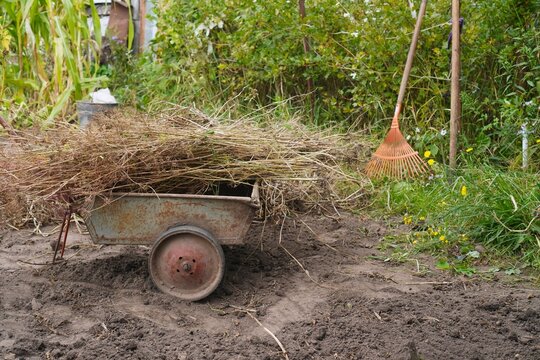 Autumn seasonal garden cleanup. Metal wheelbarrow loaded with dry weeds and cut grass on plowed soil. Orange rake standing in the background during fall yard maintenance and waste clearing