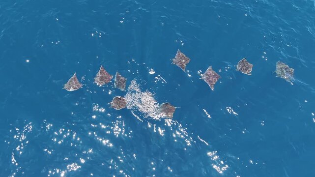 Aerial drone view of a massive aggregation of mobula rays gliding together through the clear blue waters of Mexico, forming a spectacular moving swarm visible from above in the open ocean offshore.