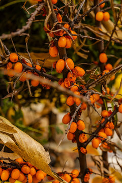 tree with orange berries