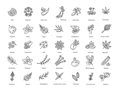 Condiment and herbs icons set