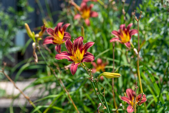 Ruby Spider Daylilies Growing In The Garden In Summer In Wisconsin