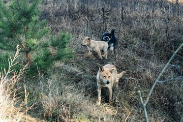 Obraz premium Cute stray puppies playing in a dry grass field