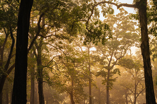 Foggy morning with yellow morning sun rays spread because of fog all over the tree in jungle.