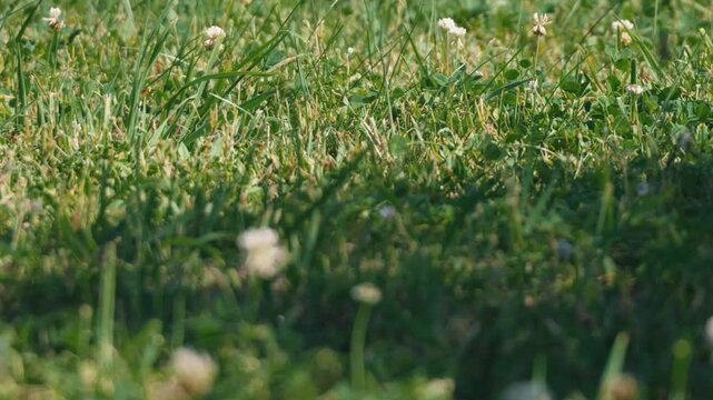 Close-up of tree shadows falling on white clover in a meadow
