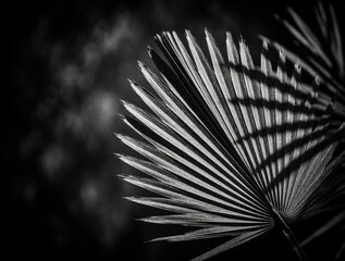 Obraz premium Dramatic close-up black and white image of a dried palm frond. Fine striped texture stands out against dark abstract bokeh background. Nature art details.