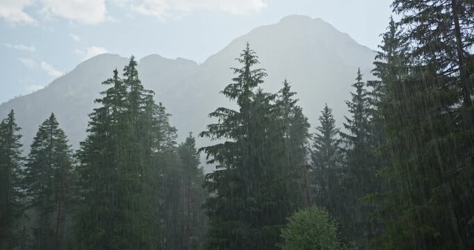 Summer rain falling over pine trees in the dolomites