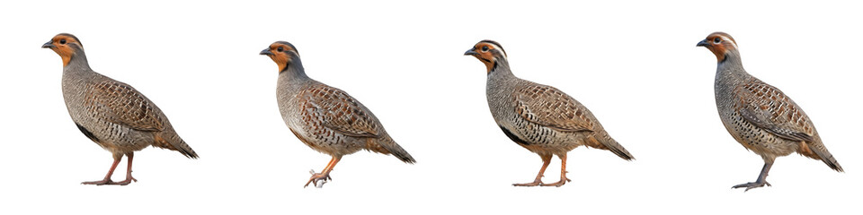 Fototapeta premium Grey Partridge Standing Bird Set Isolated on White Background