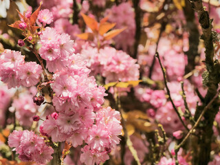 Fototapeta premium Pink cherry blossoms bloom densely on branches, soft sunlight filters through petals. Warm tones and blurred background create gentle, springtime atmosphere. Ideal for themes of renewal, romance