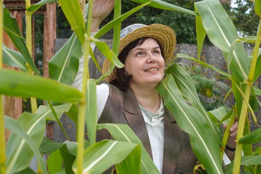Woman wearing a vintage straw hat with a retro scarf among tall green corn stalks. Stylish retro gardener caring for organic homegrown crops on a small local agricultural plot.