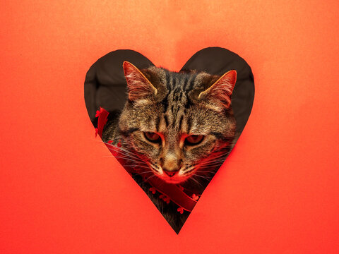 Feline face framed in heart shape on warm orange background