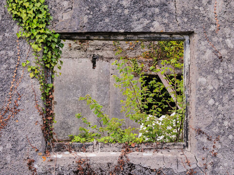 Overgrown window in old stone wall