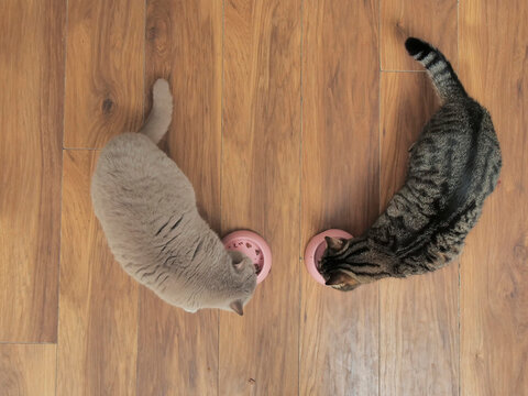 Two cats eat from pink bowls on wooden floor. One gray, one tabby, both focused on food. Peaceful domestic scene, pets enjoying mealtime. Perfect for pet care, home decor, or food-related content