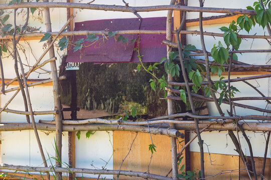 Rustic barn wall featuring a handcrafted wooden pole trellis supporting creeping Virginia creeper vines, rural backyard architecture with natural climbing plants and textured shed exterior