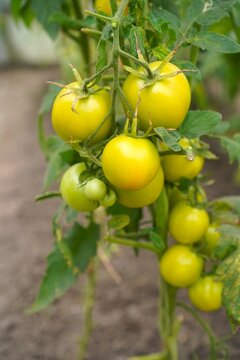 Cluster of sweet heirloom yellow tomatoes ripening on the vine in a greenhouse. Close-up of eco-friendly homegrown vegetables cultivated naturally on a local small garden plot