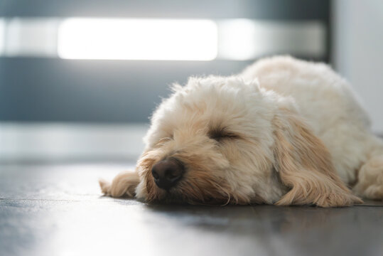 A Close-up Portrait of a Fluffy Maltipoo Dog Sleeping Peacefully on a Polished Dark Floor in a Brightly Lit Room