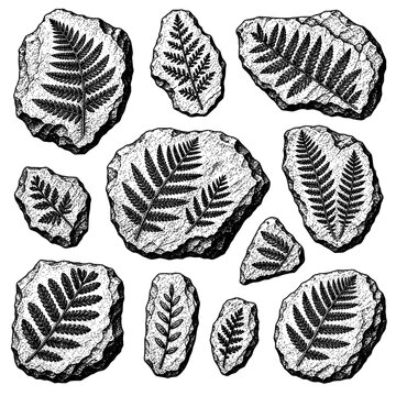 Fossil Fern Impressions on Rock Slabs Engraving Collection